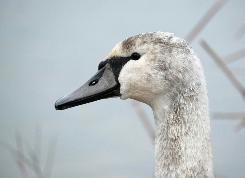 controlled dataset identification summary